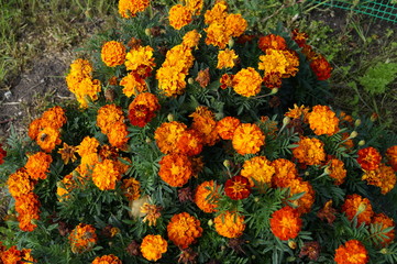 orange flowers in the garden