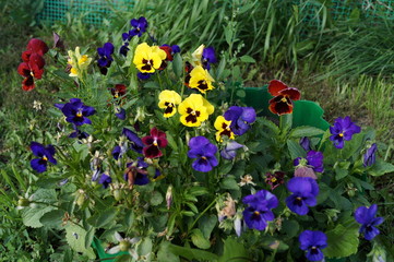 flowers in the garden