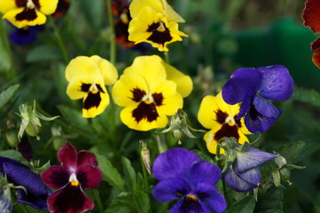 flowers in the garden