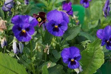 bee on purple flower
