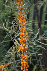 orange berries in the garden