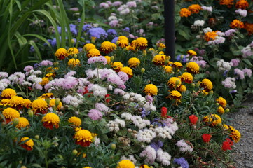 colorful tulips in the garden