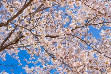 Fototapeta premium beautiful Cherry Blossom or pink Sakura flower tree in Spring Season at Lake kawaguchiko, Yamanashi, Japan. landmark and popular for tourist attractions