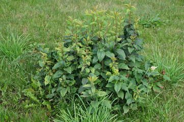 green grass in the garden