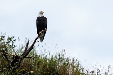 Weiskopfseeadler - Alaska