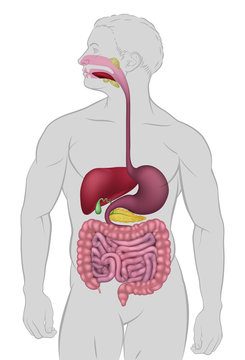 Medical anatomy illustration of  human gastrointestinal digestive system including intestines or gut 