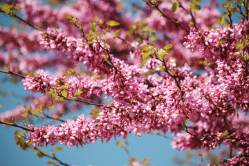 Pink blossoming trees in April in Russia	