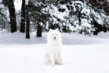 samoyed dog in winter forest