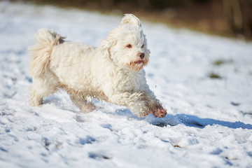 White havanese dog running in the snow in winter