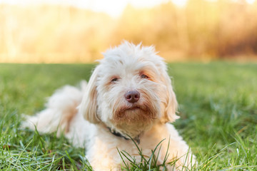 White havanese dog lying in the grass in the morning sun smiling pleased - 247130104
