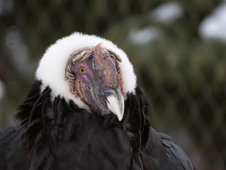 Andean condor. The Andean Condor is a large neck with a shiny black plumage and a collar of white feathers around its neck.