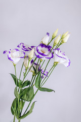 Lisianthus bouquet on isolated background