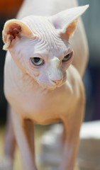 Fototapeta premium White hairless cat portrait