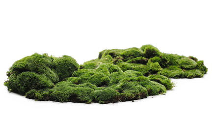 Green moss isolated on white background