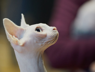 White hairless cat portrait
