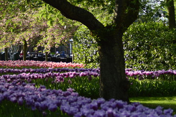 spring in the park