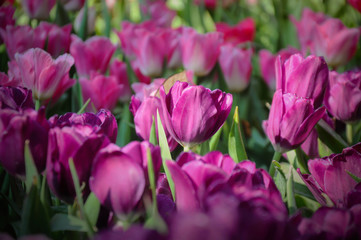 Close up of purple tulips lit by sunlight
