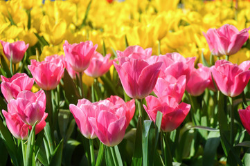 Colorful tulips in the garden