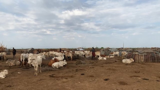 herding cattles at an Ethiopian tribe tc01