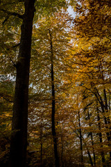 Herbstwald