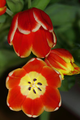 Tulips (Tulipa) are very popular spring flowers