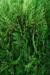 Thuja Evergreen Pine Tree Branch Close