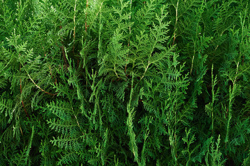 Thuja Evergreen Pine Tree Branch Close