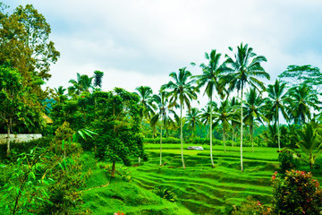 Fototapeta na wymiar Green rice field terrace view with rice, tree, plantation for travel destination for school family holiday in the spring summer in a remote island
