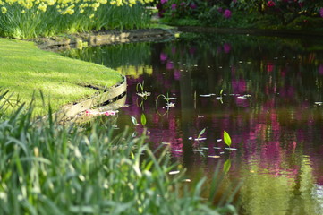 spring flowers in the garden