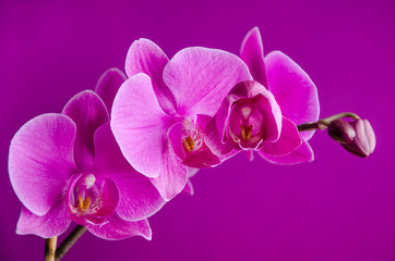 Purple orchid on violet background close up.