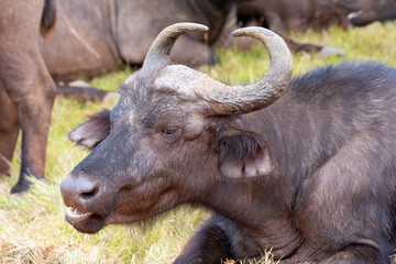 Fototapeta premium buffalo youth