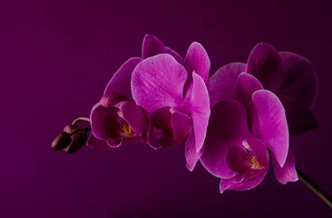 Rolgordijnen Purple orchid on a dark violet background close up. © yriy47