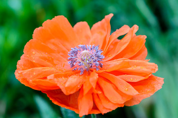 The core of flower is red poppy with many stamens