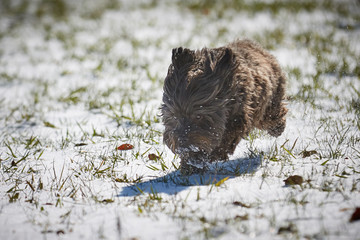 Havanese dog playing in the snow with ball