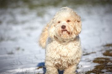Havanese dog obedient waiting and looking outside in the snow