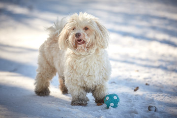 Havanese dog playing in the snow with ball