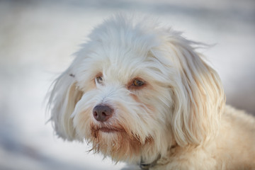 Havanese dog obedient waiting and looking outside in the snow