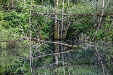 Naturschutzgebiet - Moorsee