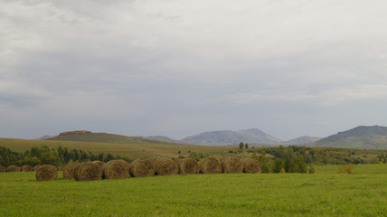 Obraz premium landscape with wheat field and blue sky