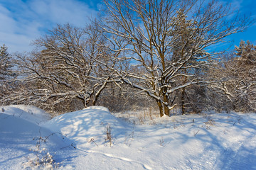 beautiful winter forest in a snow