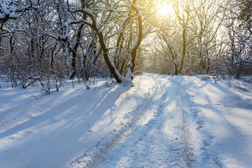 beautiful winter forest in a snow in a sunlight