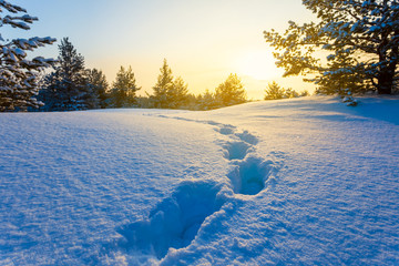 winter snowbound pine forest with human track at the sunset