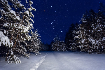 beautiful night winter scene, Orion constellation above a snowbound pine forest