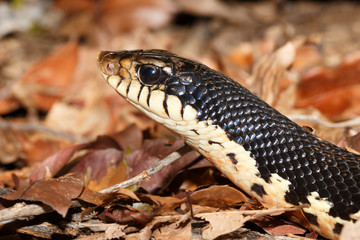 middle sized snake Malagasy Giant Hognose, Leioheterodon madagascariensis in Ankarafantsika National Park, Madagascar wildlife, Africa