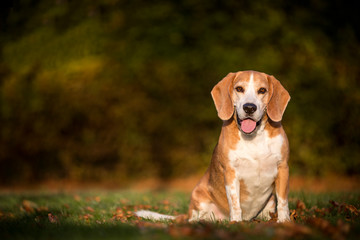 Portrait of a beagle dog