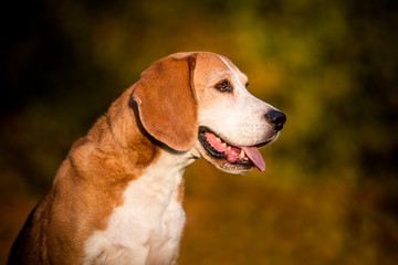 Portrait of a beagle dog