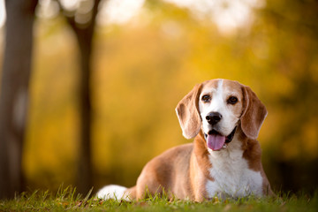 Portrait of a beagle dog