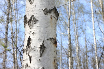 Young birches with black and white birch bark in spring in birch grove against the background of other birches