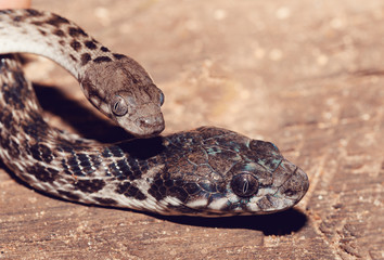 two Malagasy Cat-eyed Snake, Madagascarophis colubrinus, Ankarafantsika National Park, Madagascar wildlife, Africa