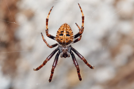 orb-weaver spider spider, Masoala National park, Toamasina province, Madagascar wildlife and wilderness
